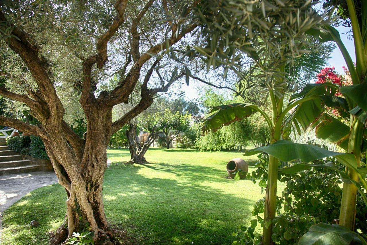 Gite L'Olivier Carpentras Dış mekan fotoğraf